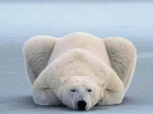 娱乐吃瓜酱北极熊